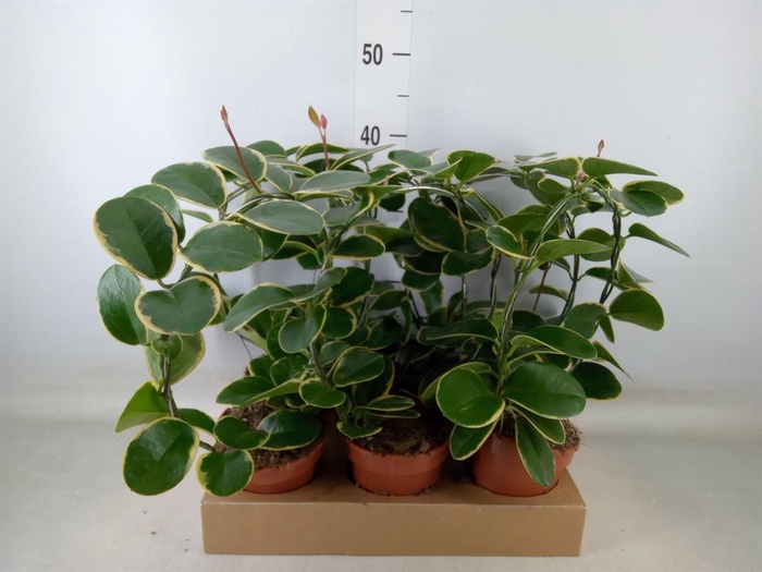 <h4>Hoya australis 'Blondie'</h4>