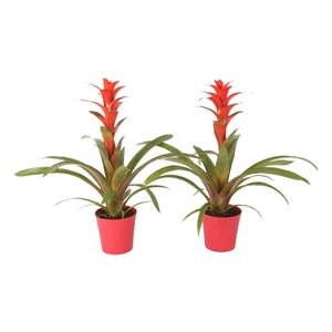 Guzmania Allura Plastic pot Linge