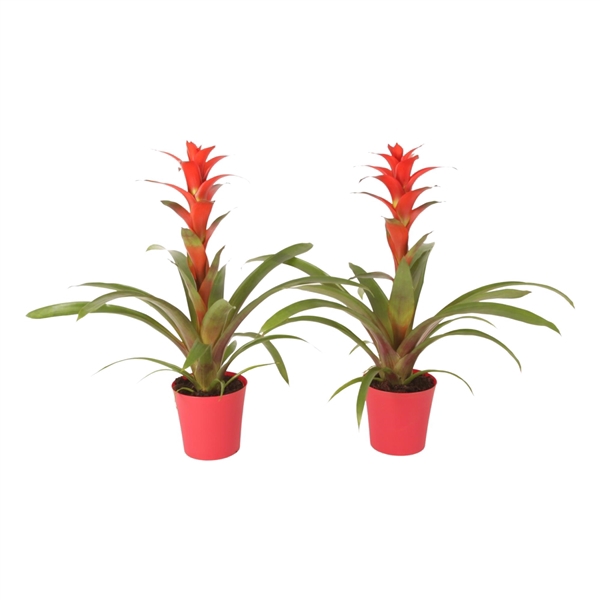 <h4>Guzmania Allura Plastic pot Linge</h4>