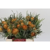 Banksia Dryandra