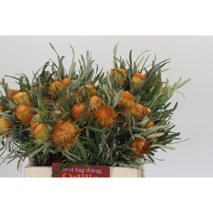 Banksia Dryandra