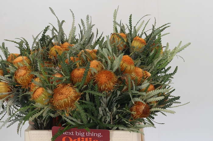 <h4>Banksia Dryandra</h4>