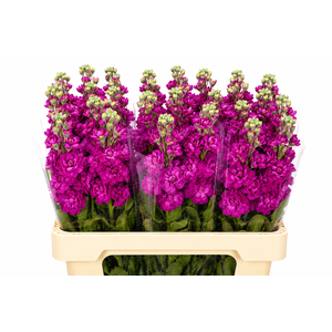 Matthiola Iron Cerise