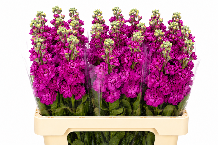 <h4>Matthiola Iron Cerise</h4>