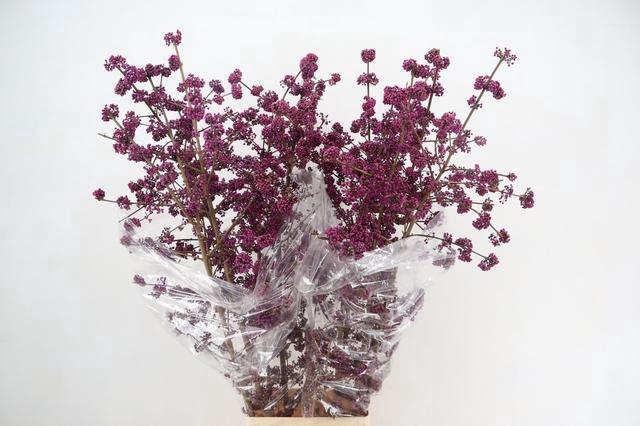 <h4>CALLICARPA BOD PROFU 150CM</h4>
