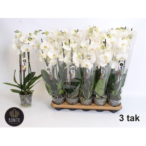 PHAL WHITE NOTTINGHAM 3 TAK