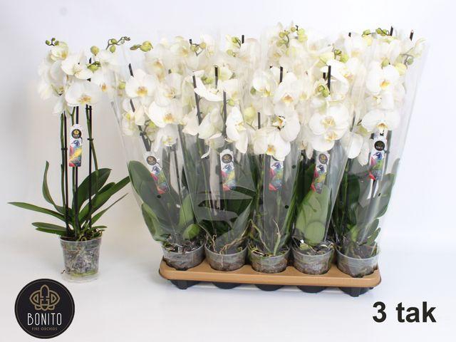 <h4>PHAL WHITE NOTTINGHAM 3 TAK</h4>