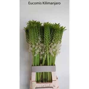 EUCOMIS OV