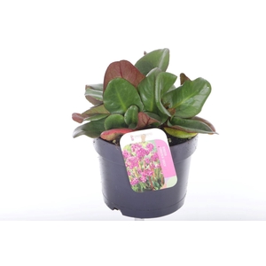 Bergenia cordifolia Eroica