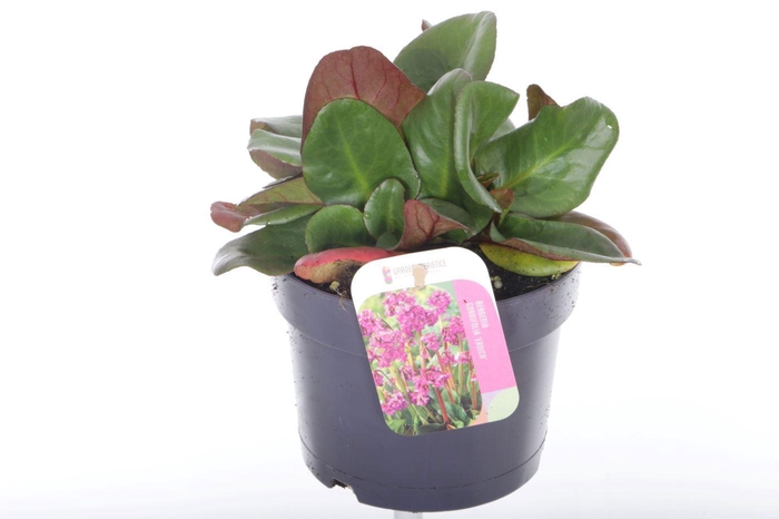 <h4>Bergenia cordifolia Eroica</h4>