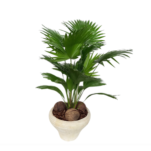 Livistona super in hoedje