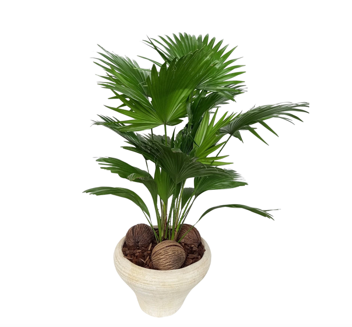 <h4>Livistona super in hoedje</h4>