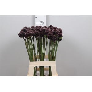 Allium Forelock