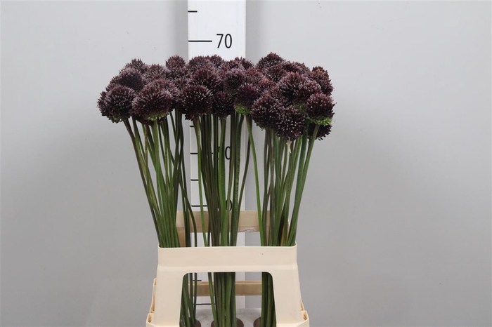<h4>Allium Forelock</h4>