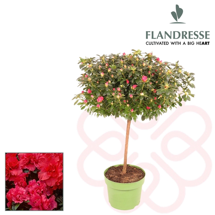 <h4>Azalea Flandresse® 'super stam rood'</h4>