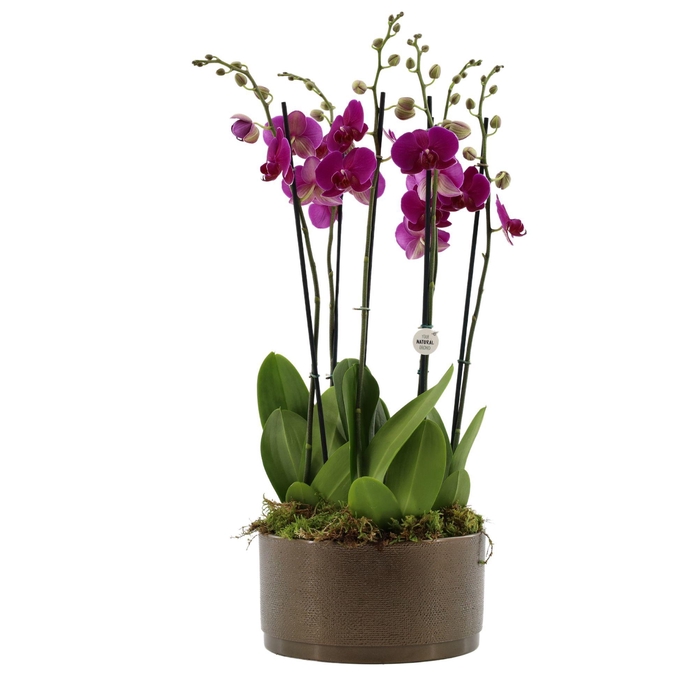 <h4>Your Natural Orchid | 3 x 2 tak ST paars in Sarah Bowl</h4>