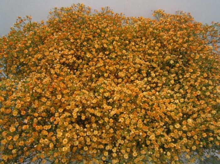 <h4>Gips Mill St Aprico</h4>