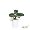 FICUS ELASTICA P10 SOFIA CLASSIC WHTIE