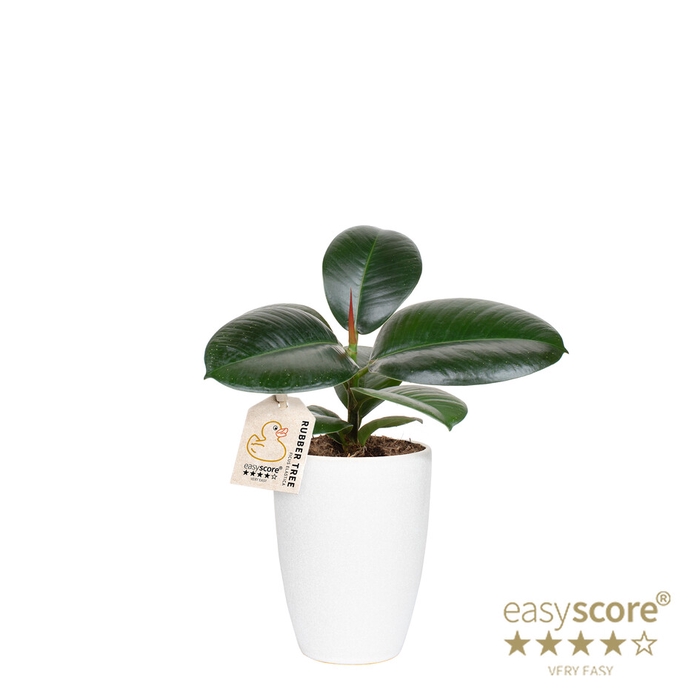 FICUS ELASTICA P10 SOFIA CLASSIC WHTIE