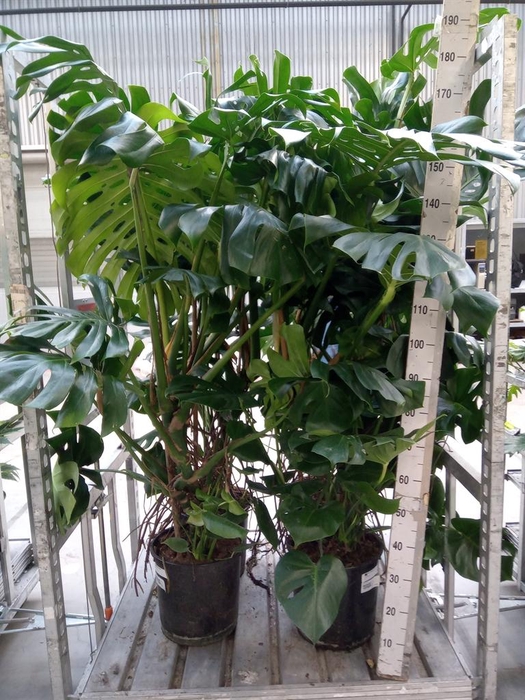 <h4>Monstera delic.</h4>