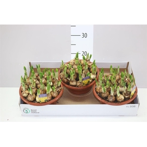 Narcis Tete A Tete In Schaal