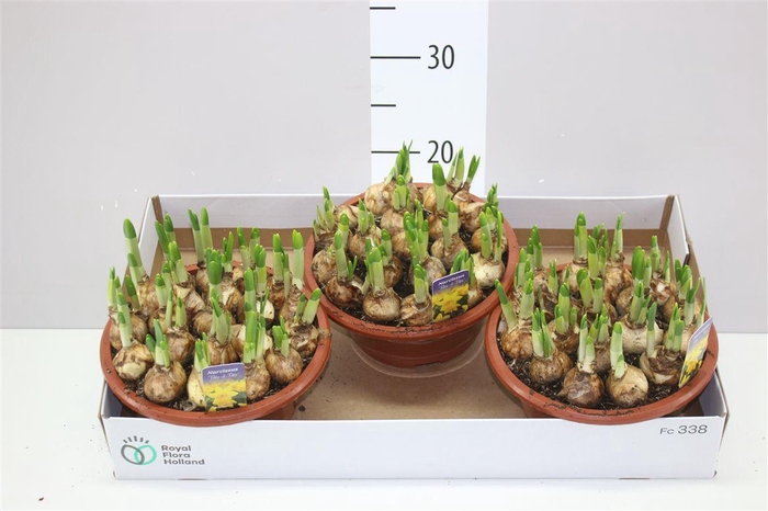 <h4>Narcis Tete A Tete In Schaal</h4>