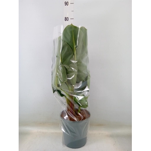 Musa  'Dwarf Cavendish'