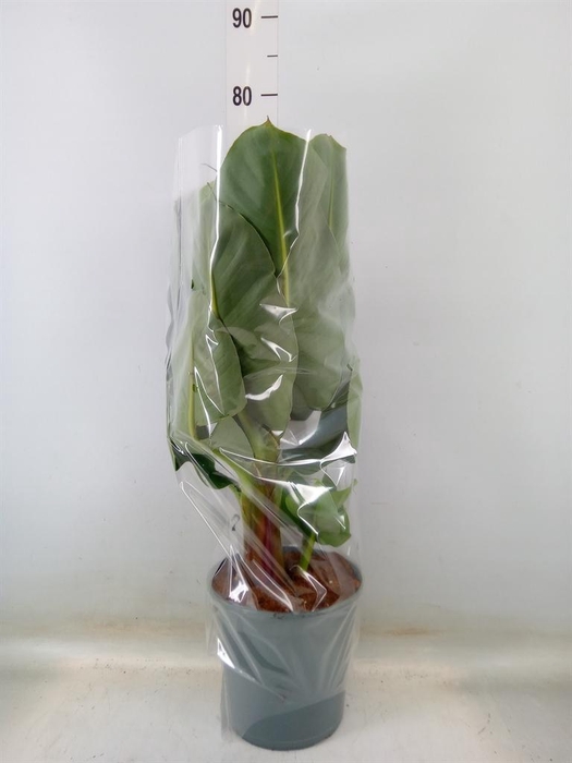 <h4>Musa 'Dwarf Cavendish'</h4>