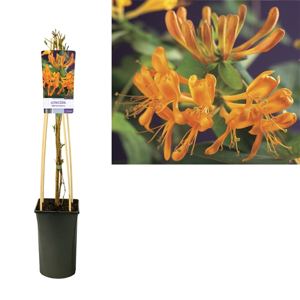 <h4>Lonicera tellmanniana +light label</h4>