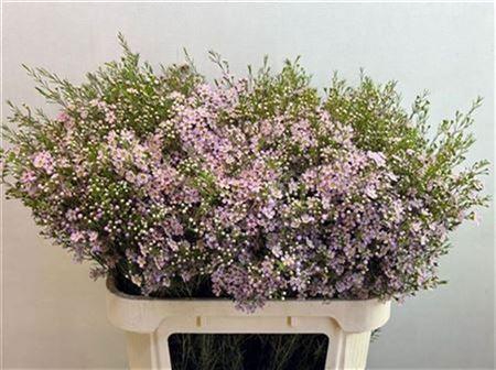 <h4>CHAME UN WENDY ROSE ANGEBOT</h4>