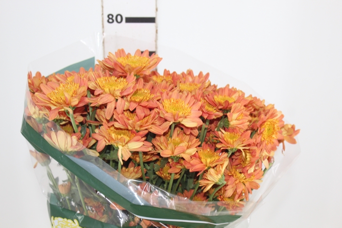 <h4>CRISANTEMO HOLANDA 080 CM</h4>