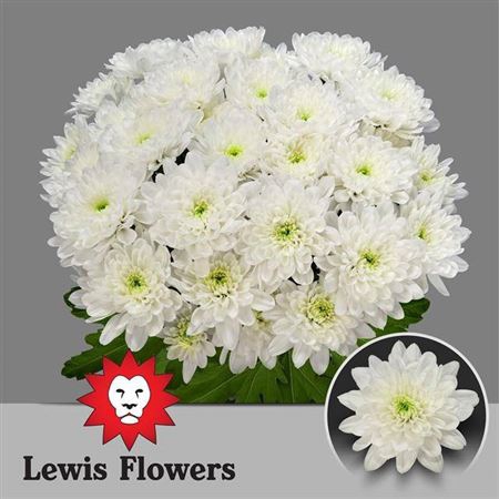 <h4>Chrysanthemum Indicum Grp tros kas Baltica</h4>