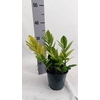 Zamioculcas zamiifolia 'Chameleon 14Ø 35cm