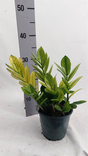 Zamioculcas zamiifolia 'Chameleon 14Ø 35cm