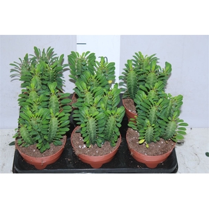 Euphorbia Trigona