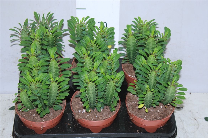 <h4>Euphorbia Trigona</h4>