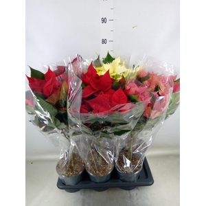 Euphorbia pulc.   ...mix