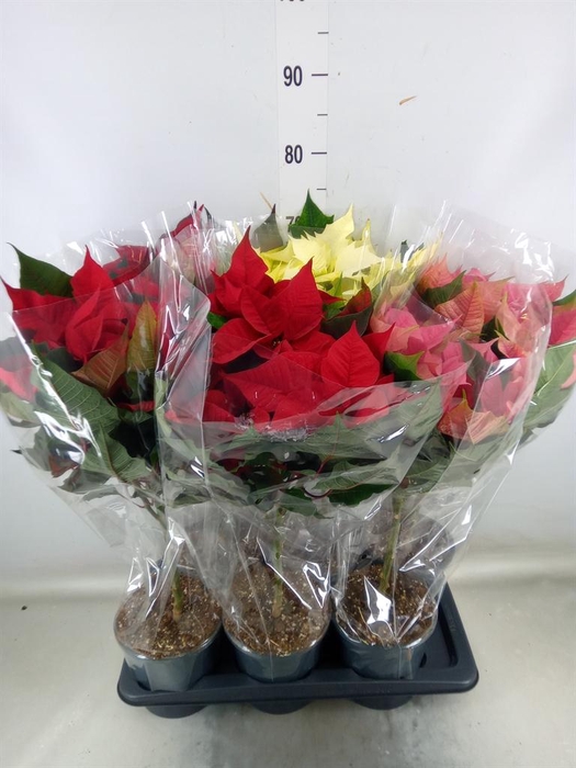 <h4>Euphorbia pulc.   ...mix</h4>