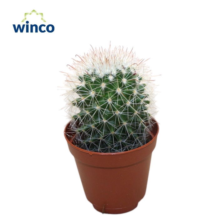 <h4>Mammillaria Spinossisima</h4>