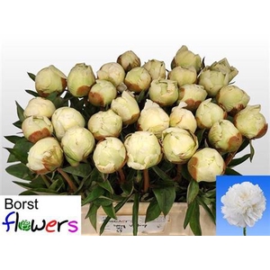 Paeonia Lactiflora Grp 'Ivory Victory'
