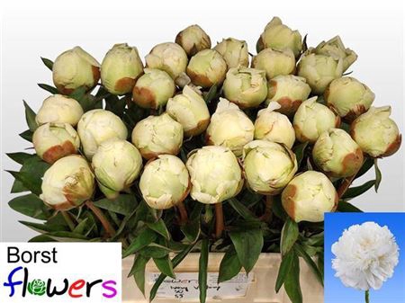 <h4>Paeonia Lactiflora Grp 'Ivory Victory'</h4>