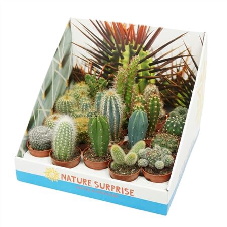 <h4>Cactus Gemengd Showdoos</h4>