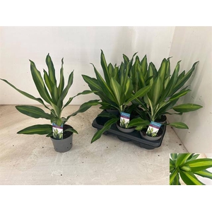 Draceana frag Cintho 13Ø 35cm 1pp