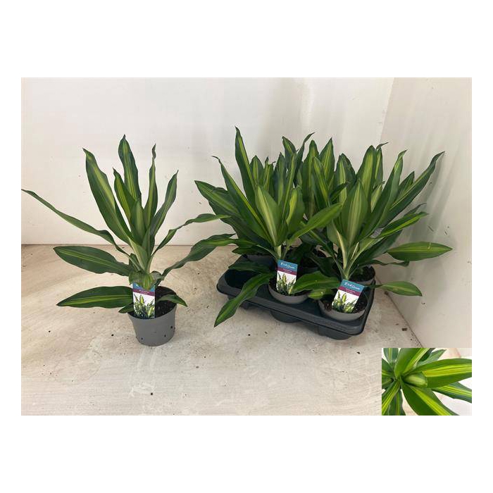 <h4>Draceana frag Cintho 13Ø 35cm 1pp</h4>