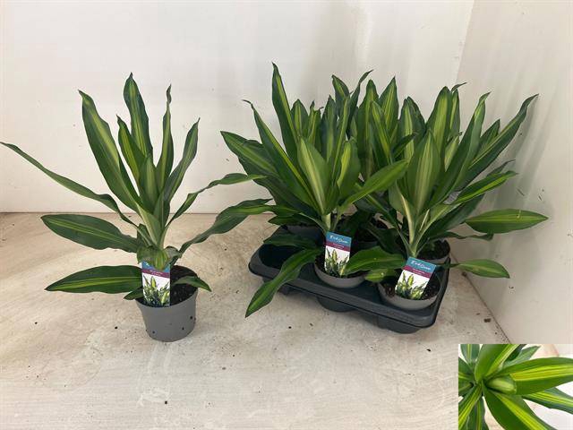 Draceana frag Cintho 13Ø 35cm 1pp