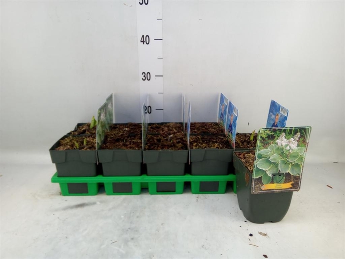 <h4>Hosta   ...</h4>