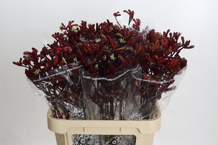 <h4>ANIGOZ EARLY SPRING</h4>