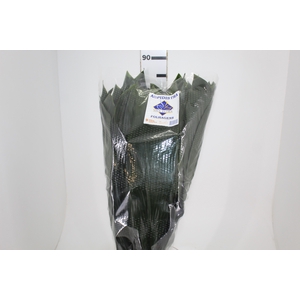 FOLHAGEM ASPIDISTRA ELATIOR 080 CM