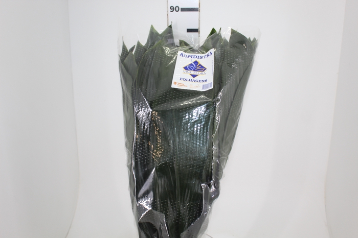<h4>FOLHAGEM ASPIDISTRA ELATIOR 080 CM</h4>