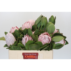 Protea Cynaroides